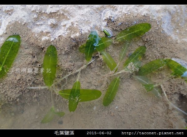 毛葉鹽藻 Halophila decipiens _04.jpg