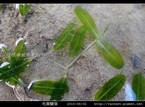 毛葉鹽藻 Halophila decipiens _05.jpg