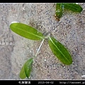 毛葉鹽藻 Halophila decipiens _06.jpg