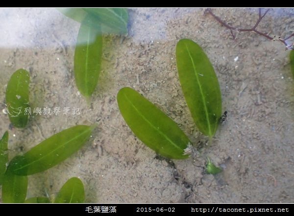 毛葉鹽藻 Halophila decipiens _09.jpg