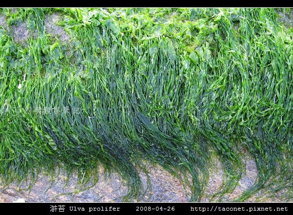 滸苔 Ulva prolifer_03.jpg 滸苔 Ulva prolifer_03.jpg