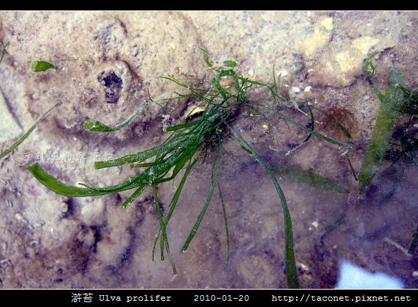 滸苔 Ulva prolifer_06.jpg