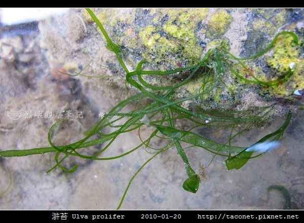 滸苔 Ulva prolifer_07.jpg