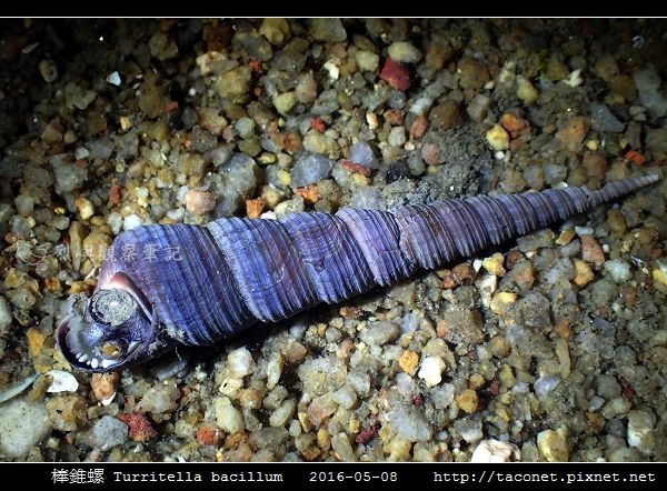棒錐螺 Turritella bacillum_03.jpg 棒錐螺 Turritella bacillum_03.jpg