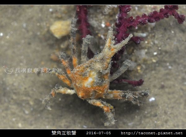 雙角互敬蟹 _03.jpg 雙角互敬蟹 _03.jpg