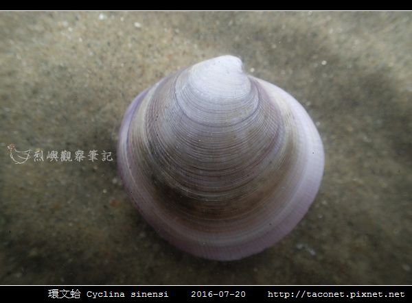 環文蛤 Cyclina sinensi_01.jpg 環文蛤 Cyclina sinensi_01.jpg