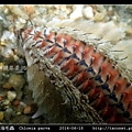 梯斑海毛蟲 Chloeia parva_06.jpg