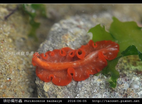 硃砂扁形蟲 Phrikoceros baibaiye_03.jpg