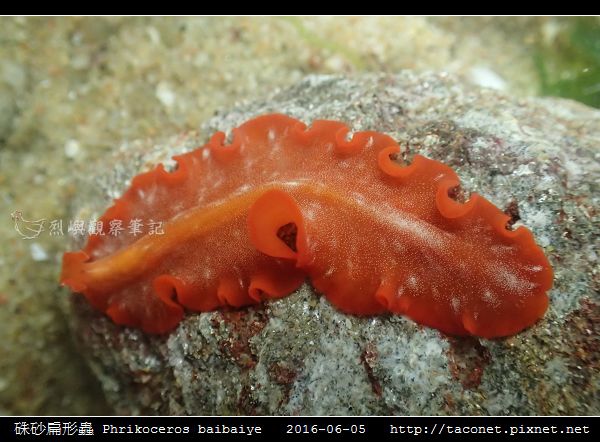 硃砂扁形蟲 Phrikoceros baibaiye_05.jpg 硃砂扁形蟲 Phrikoceros baibaiye_05.jpg