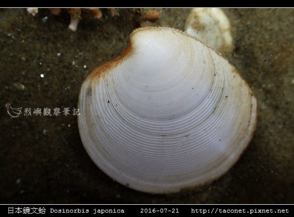 日本鏡文蛤 Dosinorbis japonica_03.jpg 日本鏡文蛤 Dosinorbis japonica_03.jpg