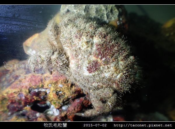 牧氏毛粒蟹 Pilumnopeus makiana_03.jpg 牧氏毛粒蟹 Pilumnopeus makiana_03.jpg
