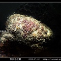 牧氏毛粒蟹 Pilumnopeus makiana_04.jpg