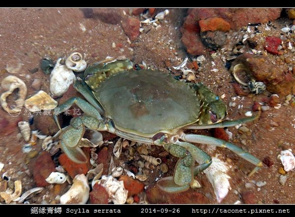 鋸緣青蟳 Scylla serrata _04.jpg 鋸緣青蟳 Scylla serrata _04.jpg