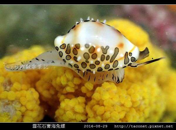 雪花石膏海兔螺_05.jpg 雪花石膏海兔螺_05.jpg