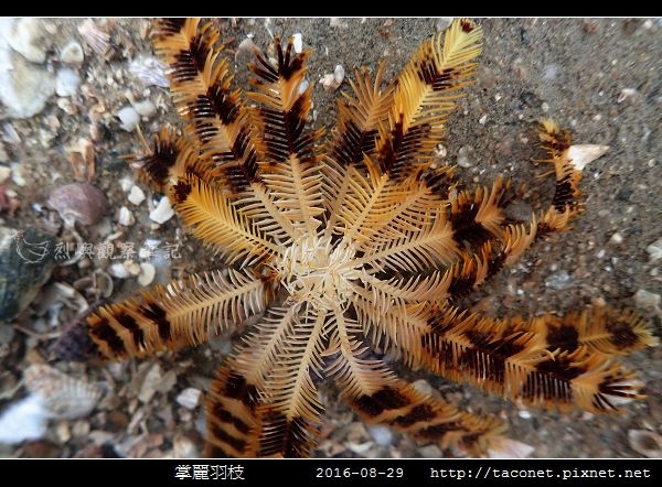 掌麗羽枝 Lamprometra palmata_01.jpg 掌麗羽枝 Lamprometra palmata_01.jpg
