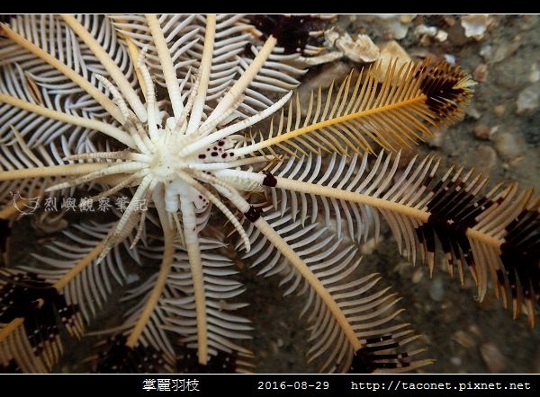 掌麗羽枝 Lamprometra palmata_04.jpg