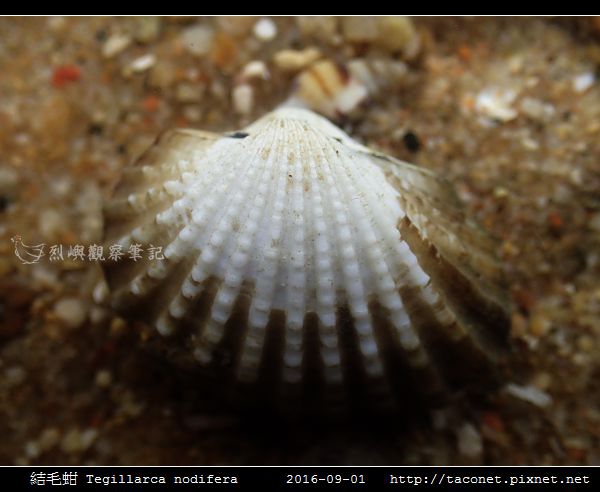結毛蚶 Tegillarca nodifera_6.jpg 結毛蚶 Tegillarca nodifera_6.jpg