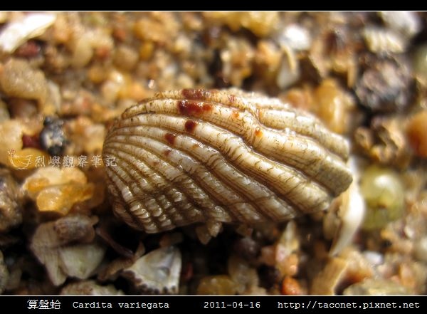 算盤蛤 Cardita variegata_02.jpg 算盤蛤 Cardita variegata_02.jpg