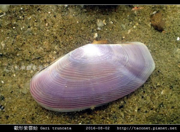 截形紫雲蛤 Gari truncata _01.jpg