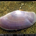 截形紫雲蛤 Gari truncata _02.jpg
