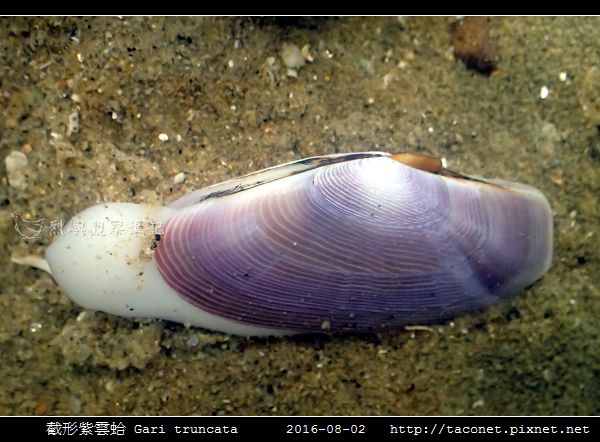 截形紫雲蛤 Gari truncata _04.jpg