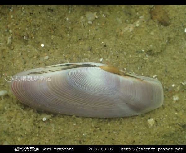 截形紫雲蛤 Gari truncata _07.jpg