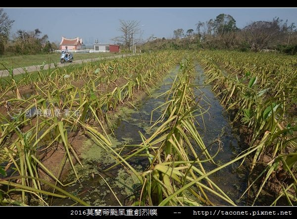 2016莫蘭蒂颱風肆虐後的烈嶼_058.jpg