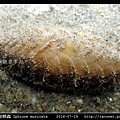 粗糙雙指鱗蟲 Iphione muricata_3.jpg