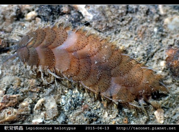 軟背鱗蟲 Lepidonotus helotypus_1.jpg