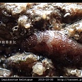 軟背鱗蟲 Lepidonotus helotypus_5.jpg