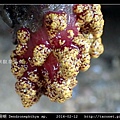 棘穗軟珊瑚 Dendronephthya sp_01.jpg