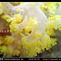 棘穗軟珊瑚 Dendronephthya sp_09.jpg
