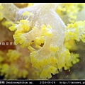 棘穗軟珊瑚 Dendronephthya sp_09.jpg