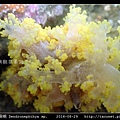 棘穗軟珊瑚 Dendronephthya sp_12.jpg