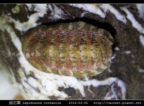 銼石鱉 Lepidozona coreanica_4.jpg 銼石鱉 Lepidozona coreanica_4.jpg