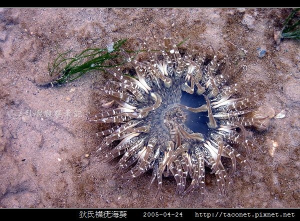 狄氏襟疣海葵 Anthopleura dixoniana_01.jpg 狄氏襟疣海葵 Anthopleura dixoniana_01.jpg