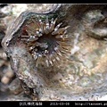 狄氏襟疣海葵 Anthopleura dixoniana_11.jpg