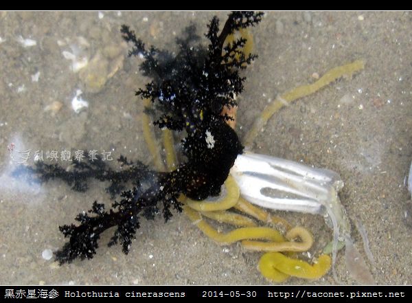 黑赤星海參 Holothuria cinerascens_02.jpg