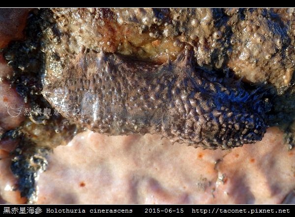 黑赤星海參 Holothuria cinerascens_11.jpg 黑赤星海參 Holothuria cinerascens_11.jpg