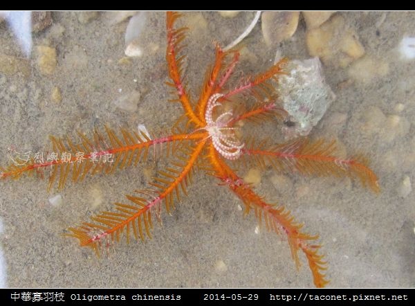 中華寡羽枝 Oligometra chinensis _6.jpg