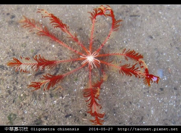 中華寡羽枝 Oligometra chinensis _5.jpg 中華寡羽枝 Oligometra chinensis _5.jpg
