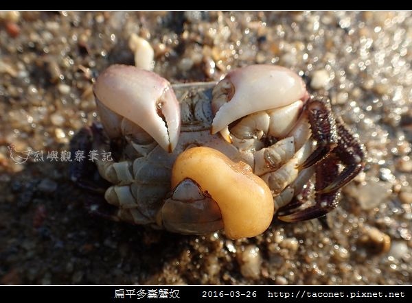 扁平多囊蟹奴_3.jpg 扁平多囊蟹奴_3.jpg