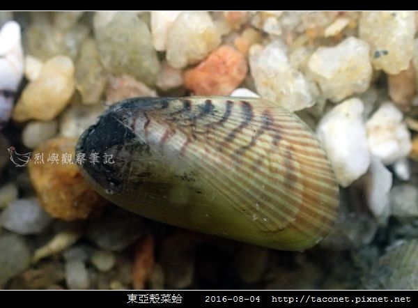 東亞殼菜蛤_07.jpg 東亞殼菜蛤_07.jpg