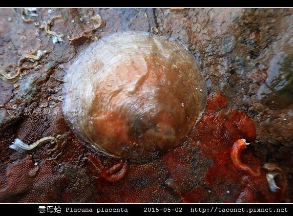 雲母蛤 Placuna placenta (6).jpg 雲母蛤 Placuna placenta (6).jpg