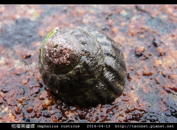 粗瘤黑鐘螺 Omphalius rusticus_2.jpg