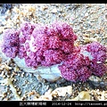 巨大棘穗軟珊瑚 Dendronephthya gigantea_1.jpg