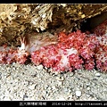 巨大棘穗軟珊瑚 Dendronephthya gigantea_2.jpg