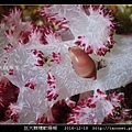 巨大棘穗軟珊瑚 Dendronephthya gigantea_3.jpg