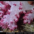 巨大棘穗軟珊瑚 Dendronephthya gigantea_4.jpg
