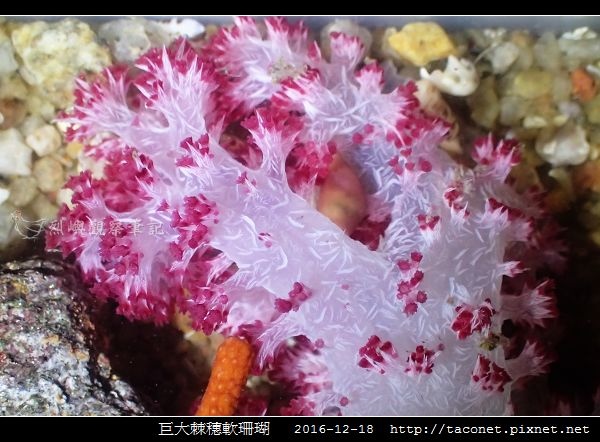 巨大棘穗軟珊瑚 Dendronephthya gigantea_7.jpg